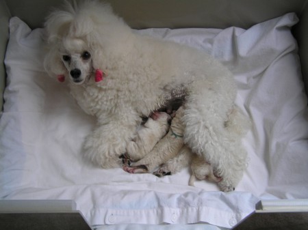 Dorly štěňátka 3. den